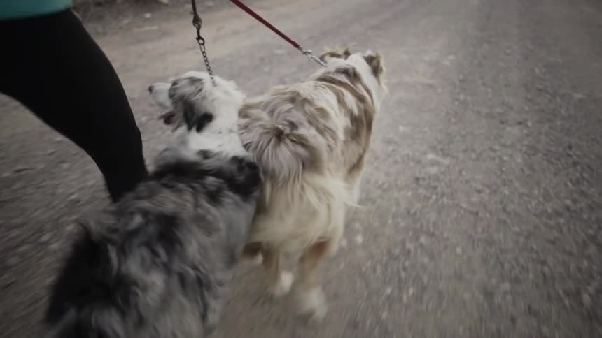 A woman walks her dogs