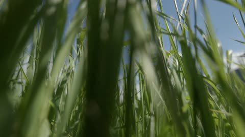 Tall green blades of grass reach up to the sunny sky