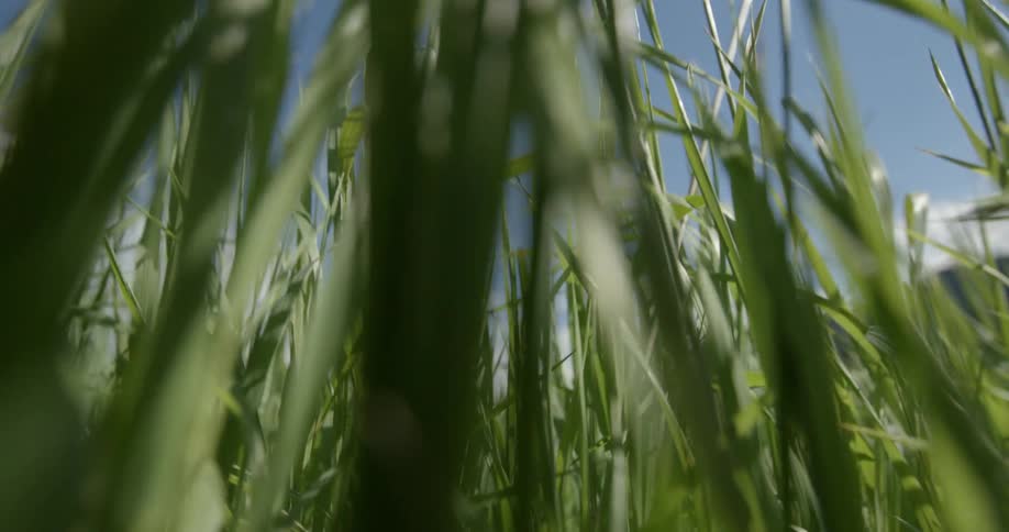 Tall green blades of grass reach up to the sunny sky