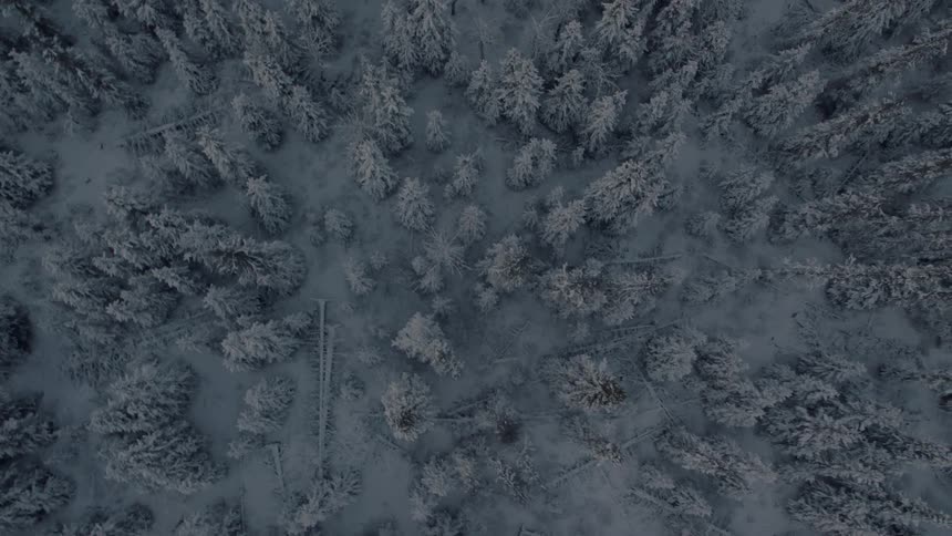 Overhead view of a frigid snow covered forest
