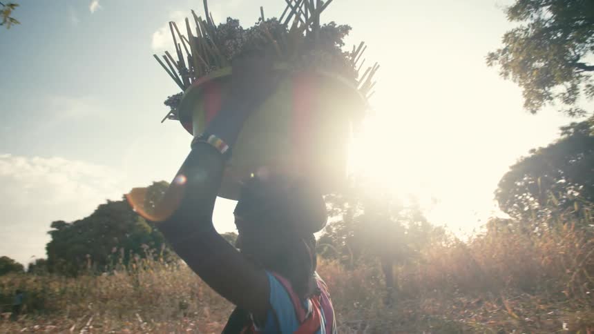 A woman carries a basket of plants on her head