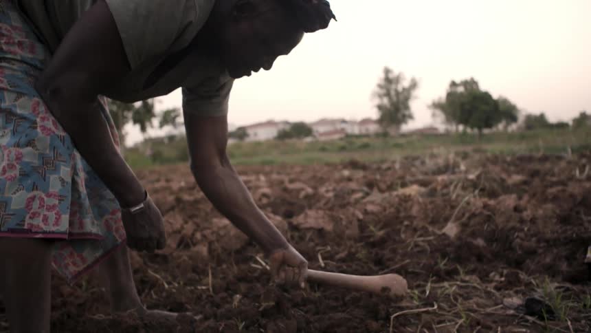 A woman is using a hand axe to work a farm field