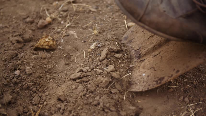 A shovel is used to dig in dirt
