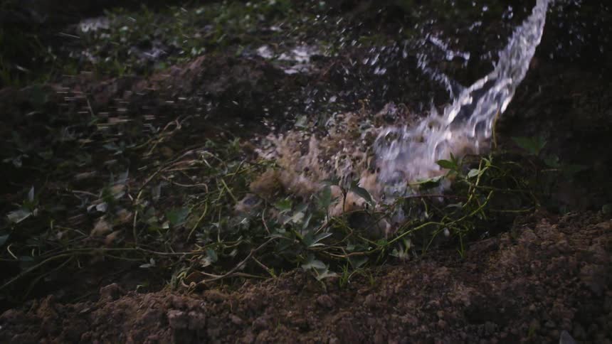 Water is thrown on plants