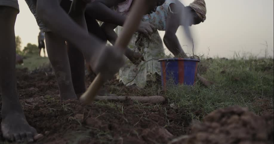 Farm workers pull weeds and turn the ground