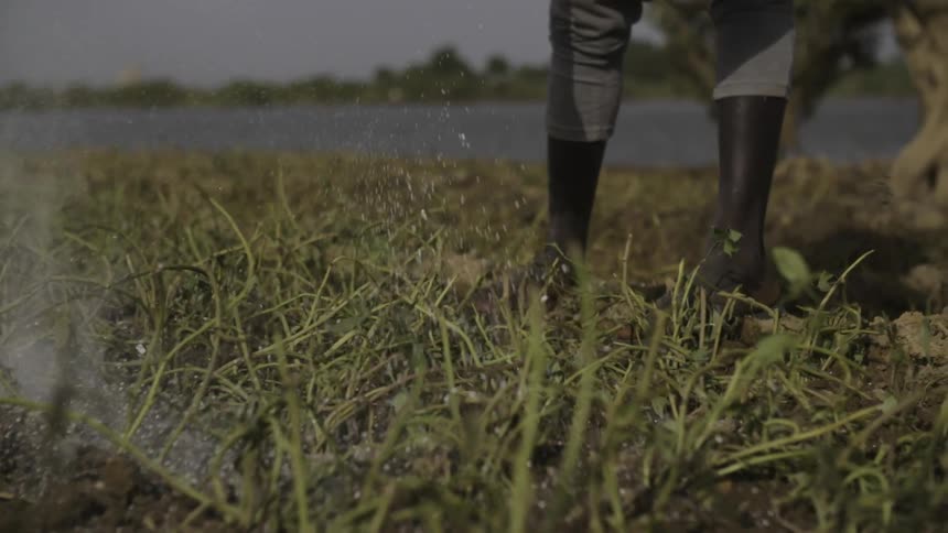 A person is tossing white fertilizer on the grass