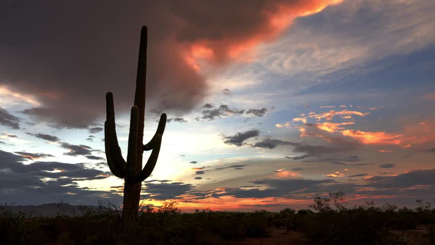 A large cactus fills the dawn sky