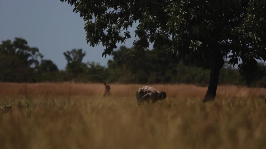 Farm workers are working in a field during the day
