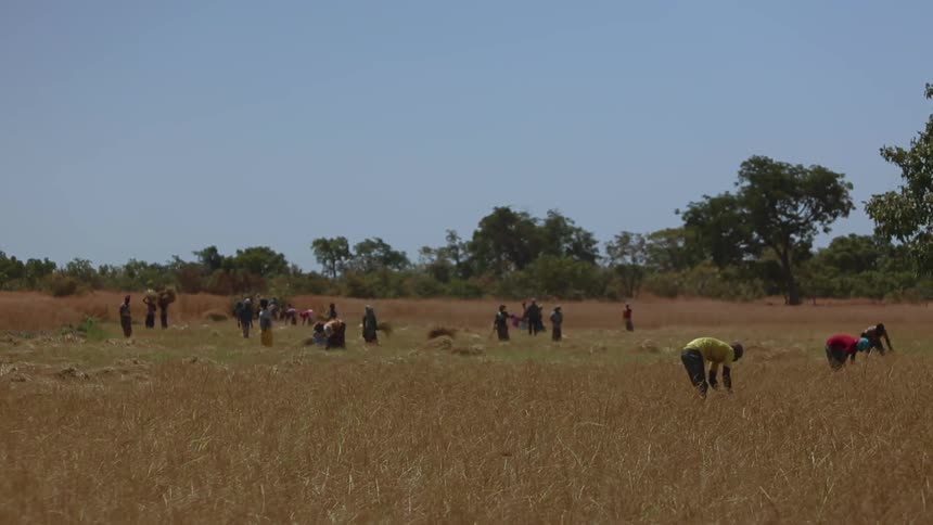 People are working on the farm ahead