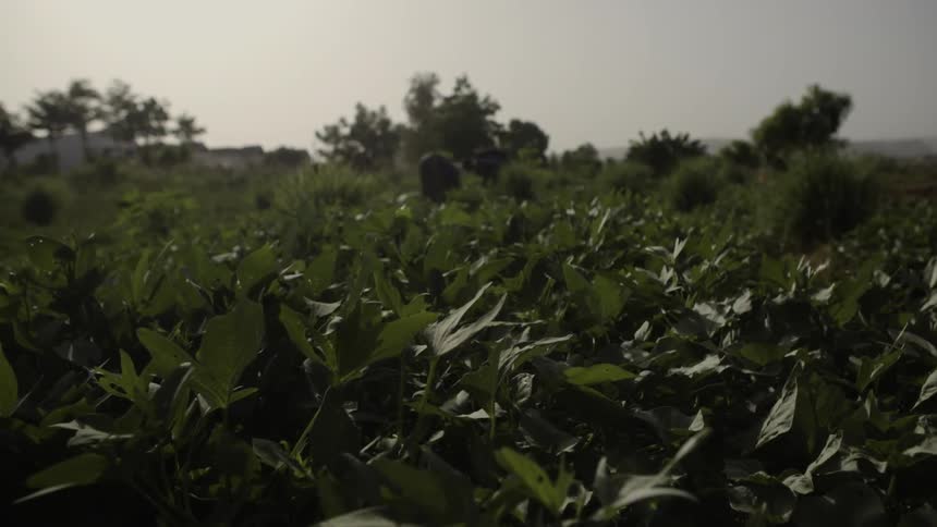 Crops grow in a farm field