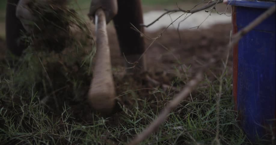 A person knocks the extra soil off of a pulled plant