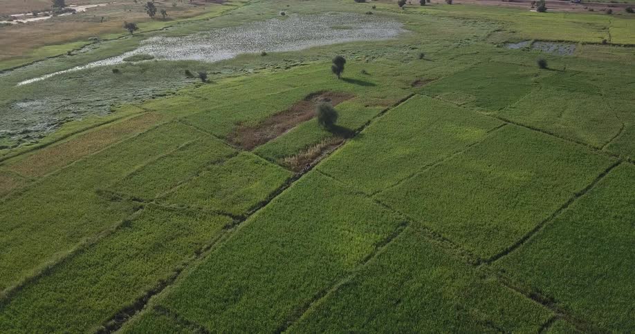 The field below is long and full of green squares