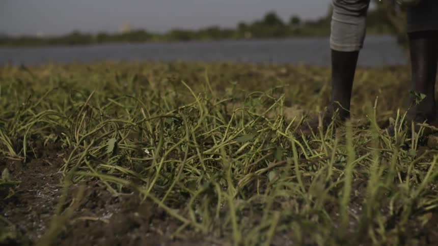 A person throws white fertilizer over the grass