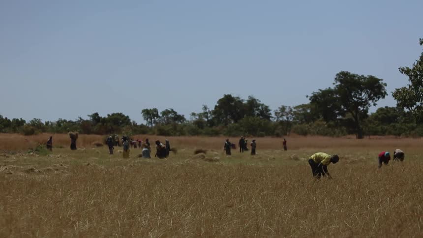 A large group of people are working a farm field
