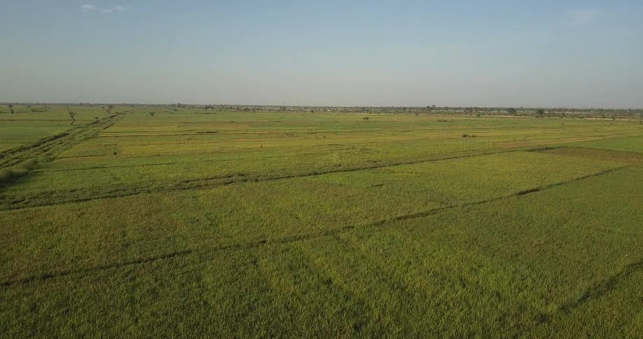 The long field is full of green grass on a sunny day