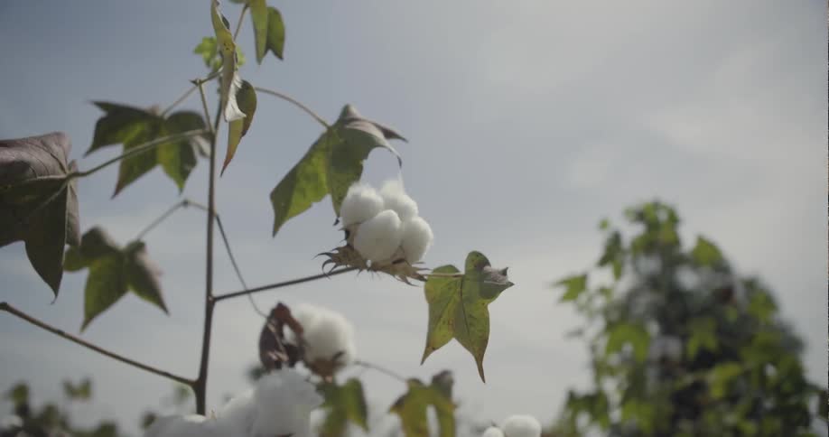 Cotton plants growing in a farm field are swaying in the breeze