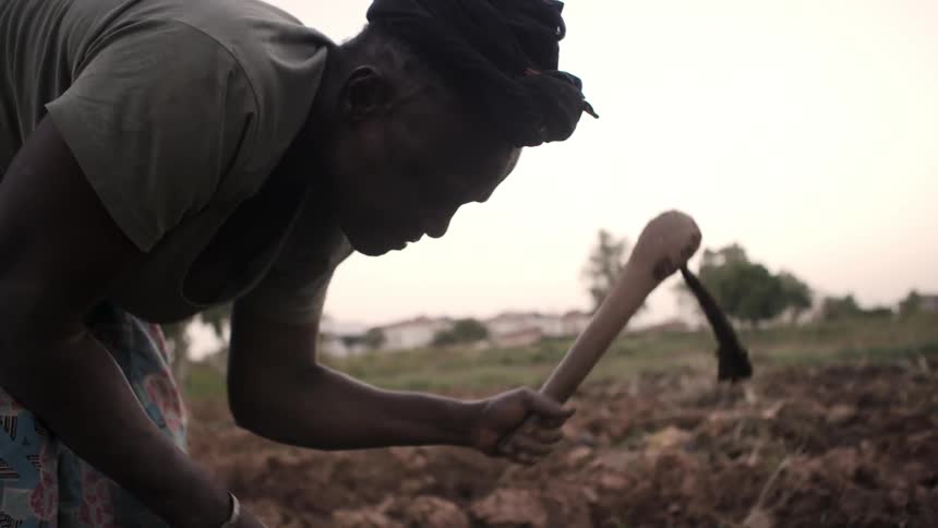 A man is hoeing the dirt with a tool