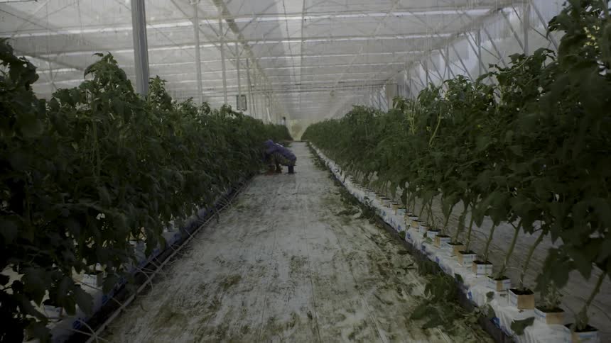 A worker in a greenhouse tends to the plants