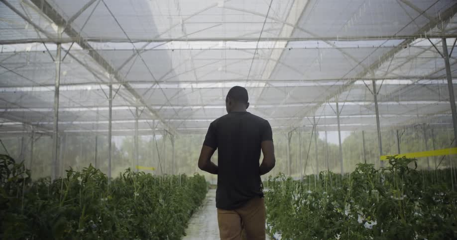 A man walks past crops in a garden
