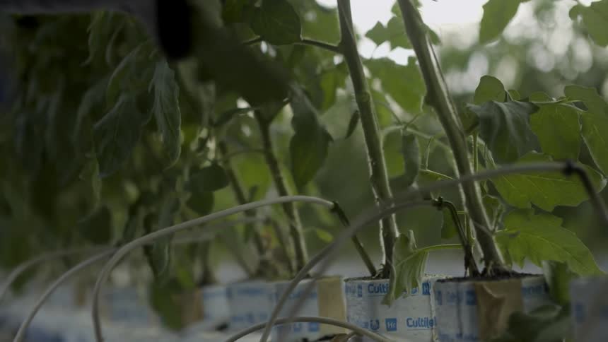 Potted plants are pruned in a greenhouse