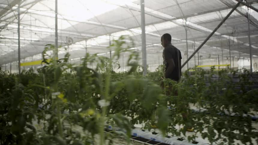A man is walking between rows of plants in a greenhouse