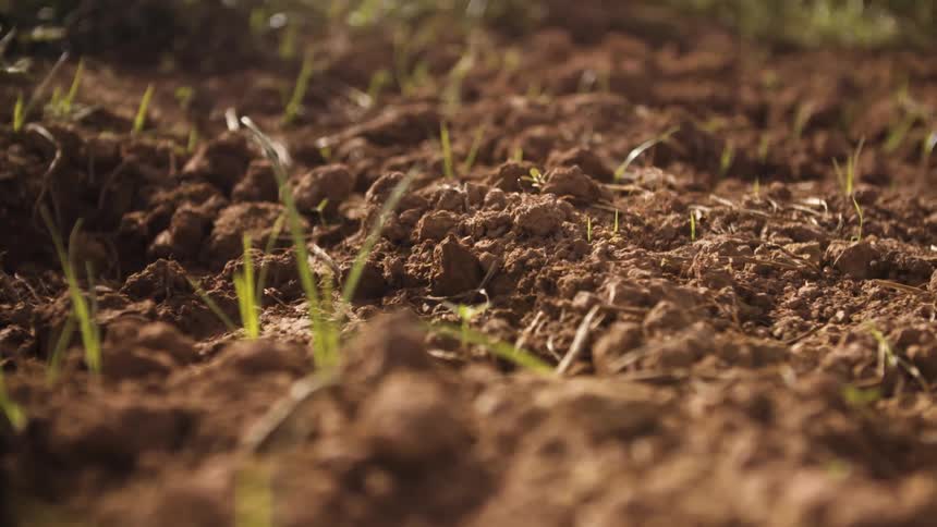 The soil has heavy sunlight with some grass forming