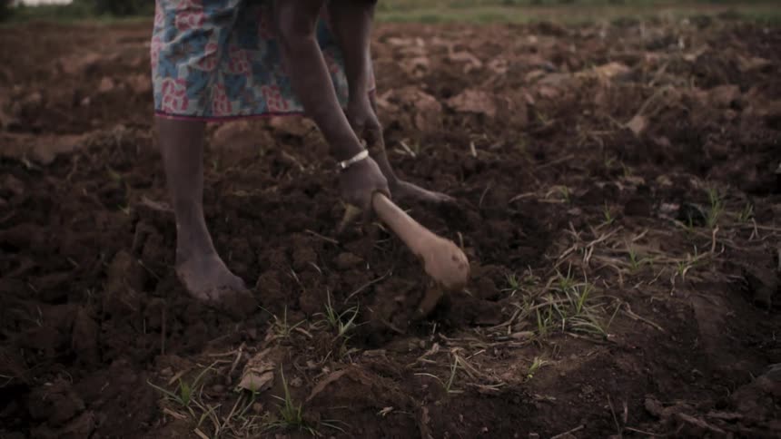 A man is raking up the soil with a tool