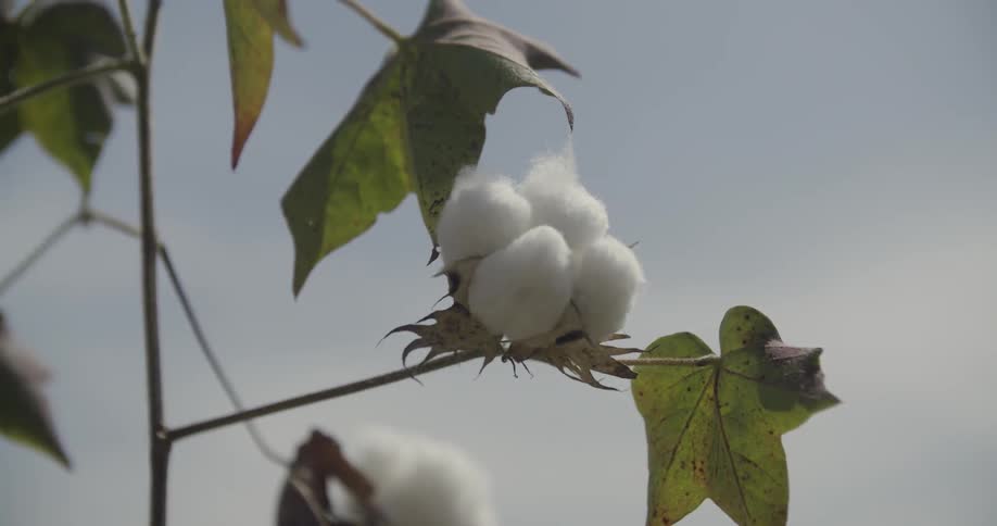 Wind blows the leaves of a cotton plant