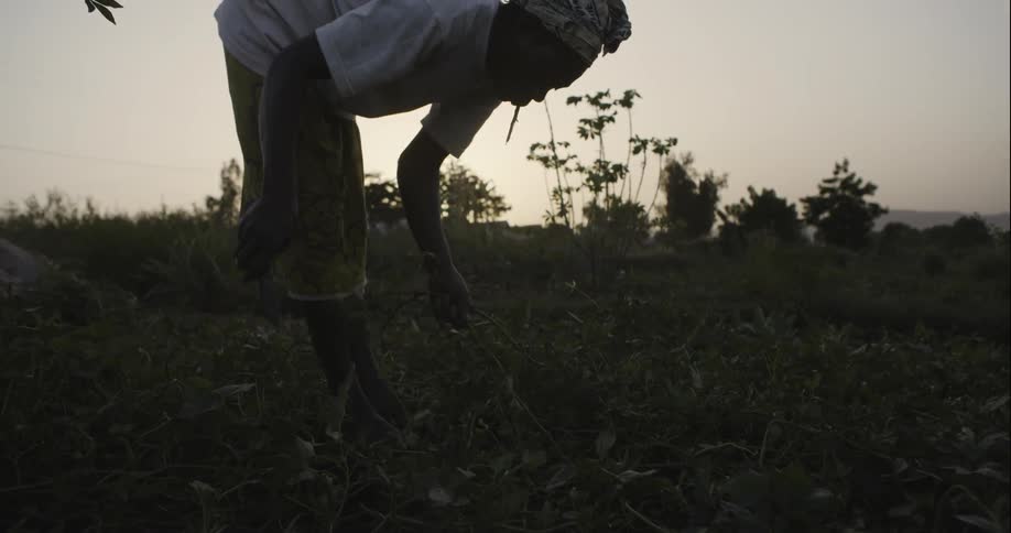 A woman uses a knife to trim plants in a field