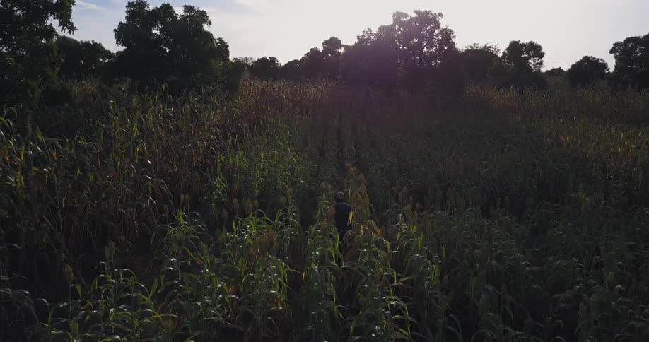 A man walks through rows of crops in a field