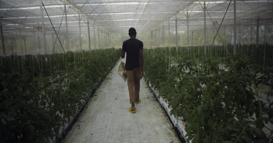 A man is walking between rows of plants in a greenhouse