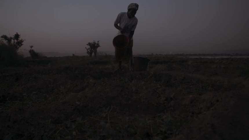 A woman pours water from a bucket onto a farm field