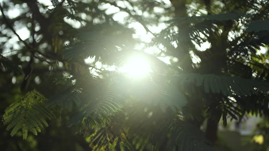 The sun is peeking in through the tree branches