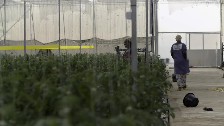 Women work in a greenhouse