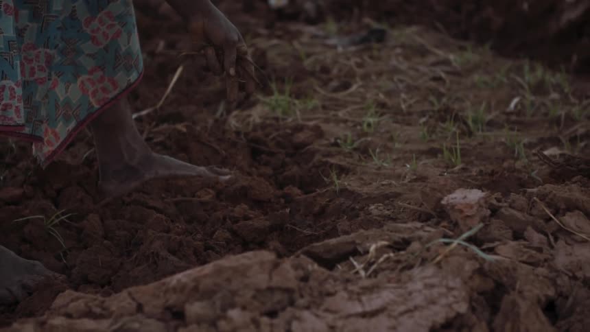 A hand tool is used to dig in a dirt field