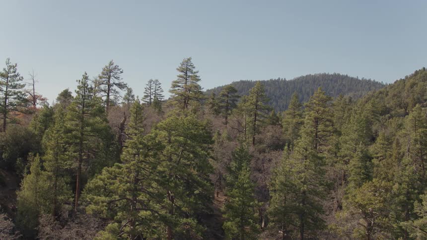 Tall trees cover these mountains on a sunny day