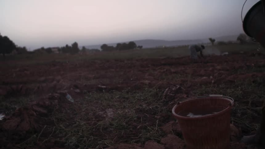 A woman is tossing a bucket of water onto a farm field
