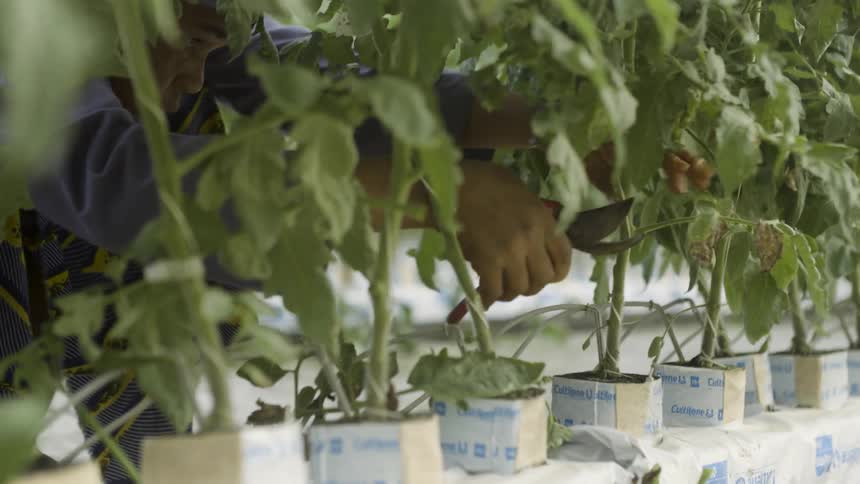 A woman is tending to plants in a greenhouse
