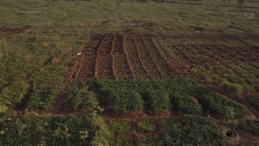Plants grow in a rural field next to a lake