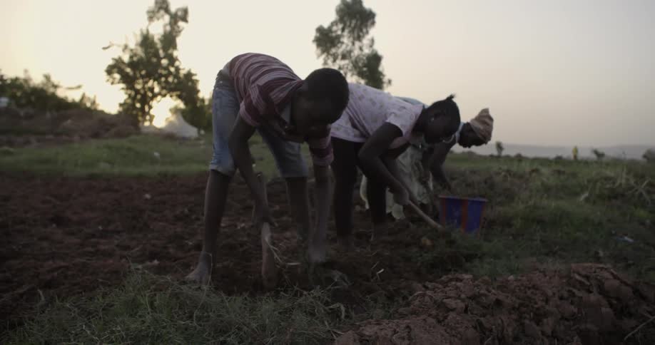 People work in a rural field with hand tools