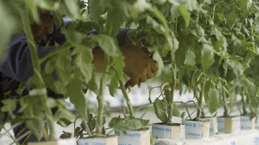 A person is tending to tomato plants in a greenhouse