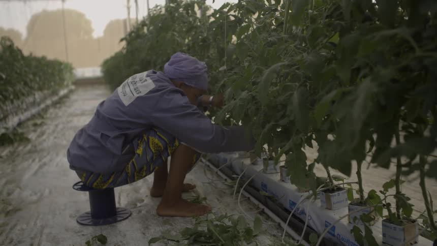 A woman is tending to plants in a greenhouse