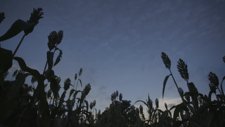 Crops growing in a field at sunrise