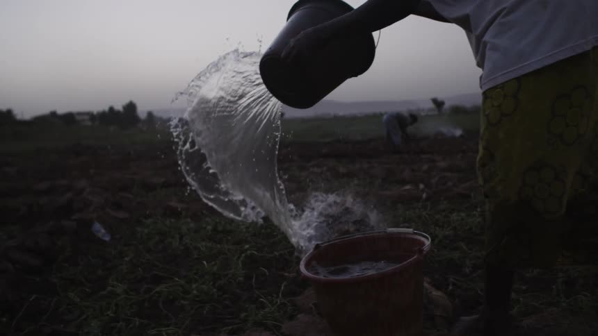 A person is using a bucket to water a crop field