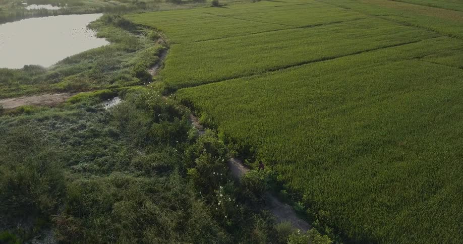 A person walks in a rural field on a sunny day