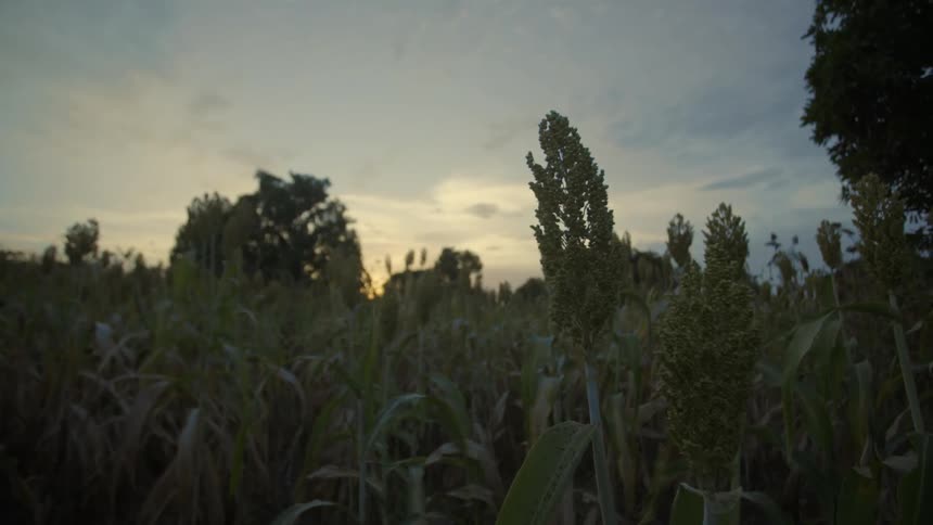 Plants grow in a rural field at sunset