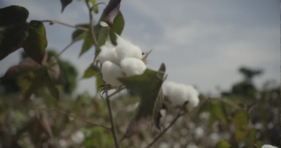 Cotton plants growing in a farm field are swaying in the breeze