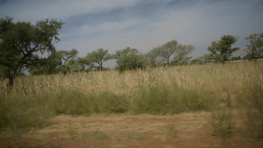A crop of corn is growing in a field with trees