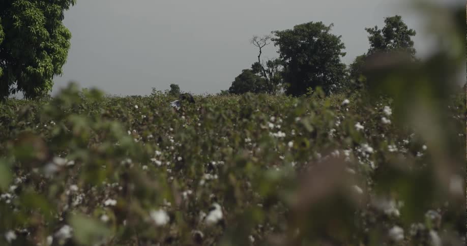 A person is working in a tall field of grass