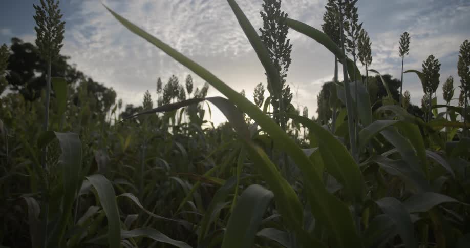 Corn plants grow in a field under a cloudy sky